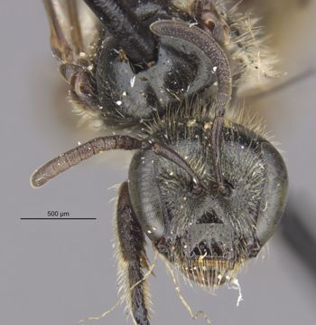 Media type: image;   Entomology 27462 Aspect: head frontal view